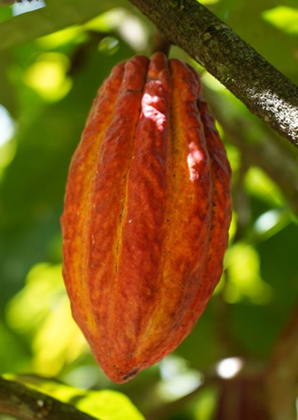 Cacau